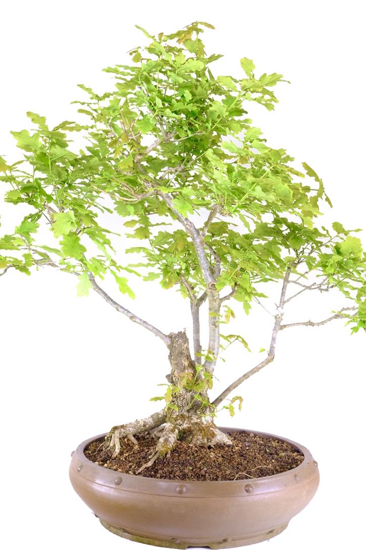 Highly recommended native Bonsai for ease of care