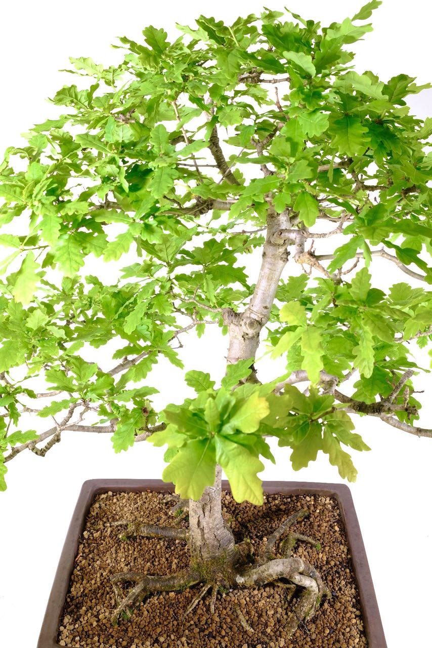 A Woodland Masterpiece: English Oak Outdoor Bonsai