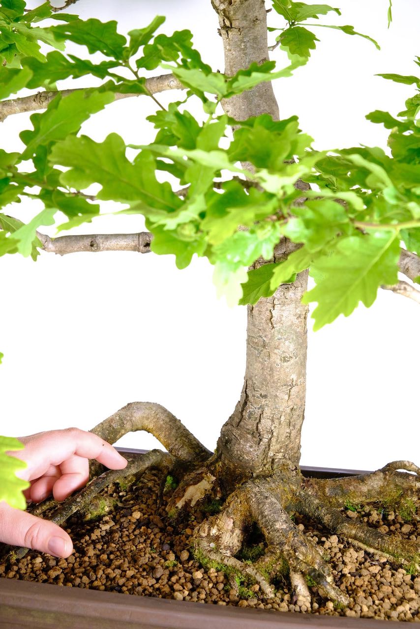 Free Care Instructions: Included with Your English Oak Bonsai