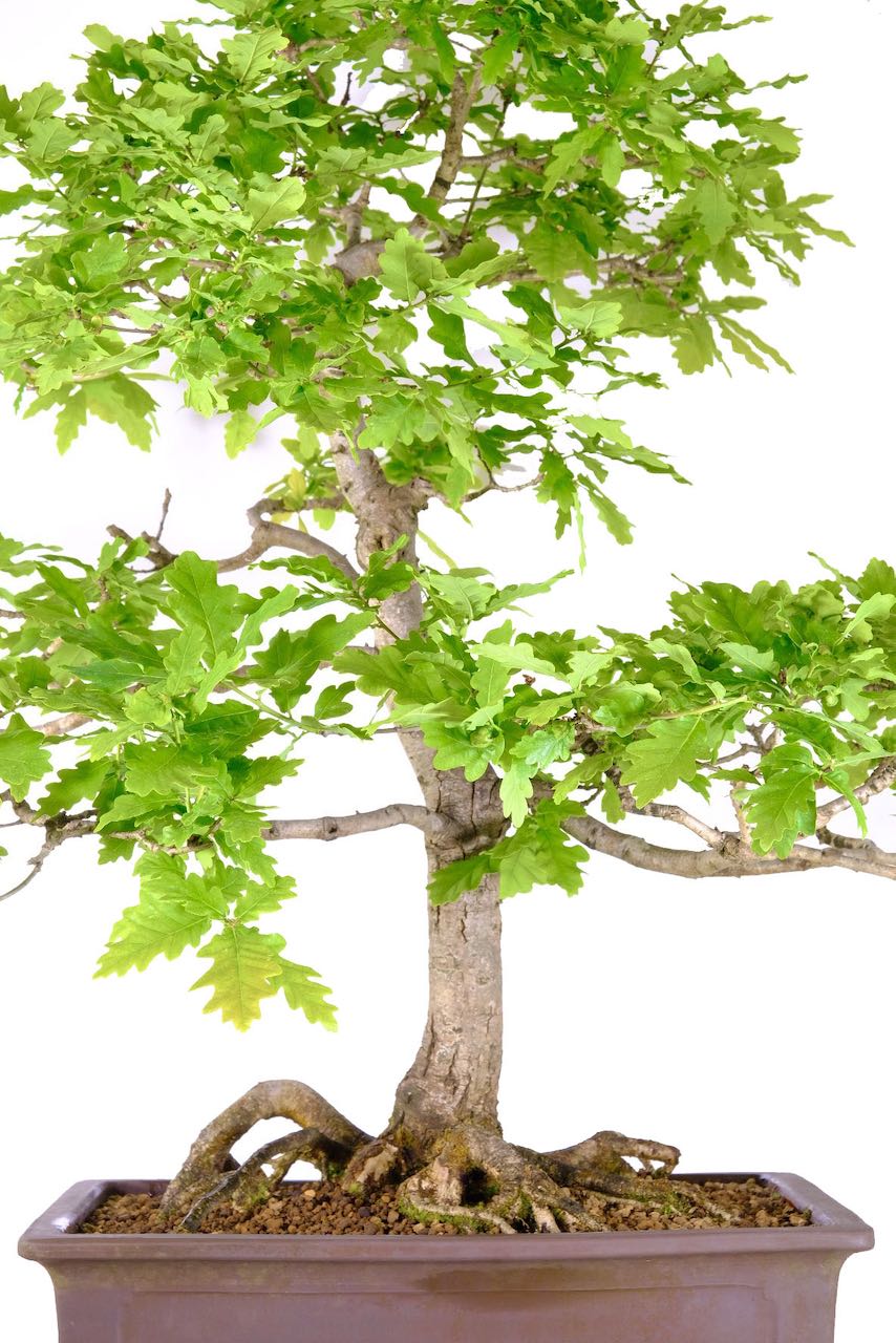 Incredible Trunk Design: 32-Year-Old English Oak Bonsai