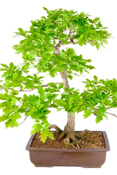 Radiant Ambiance: English Oak Outdoor Bonsai's Bright Canopy