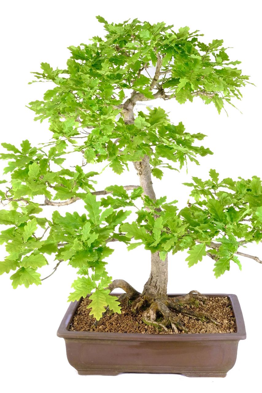 English Oak Bonsai Enchanting Sophistication 32YearOld UK