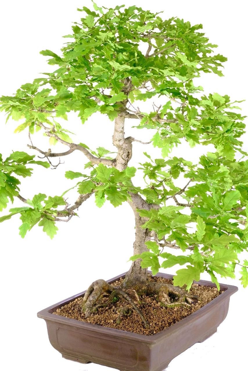 Authenticity and Resilience: English Oak Outdoor Bonsai's Aged Bark