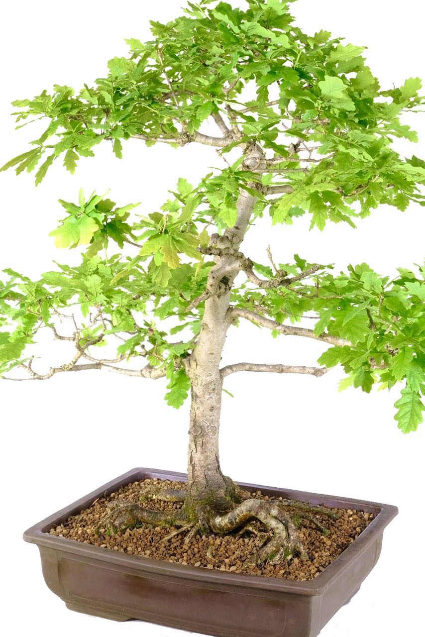 Vibrant and Fresh: 32-Year-Old English Oak Bonsai's Lobed Leaves