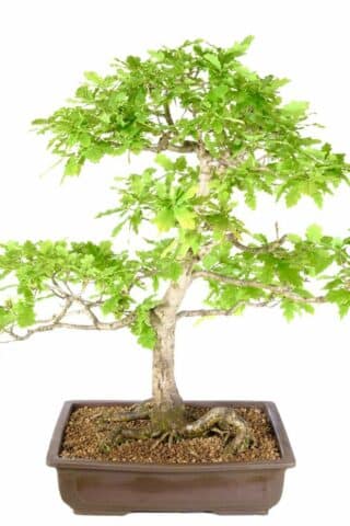 Untamed Beauty: English Oak Outdoor Bonsai with Unglazed Pot and Amazing Root Flare