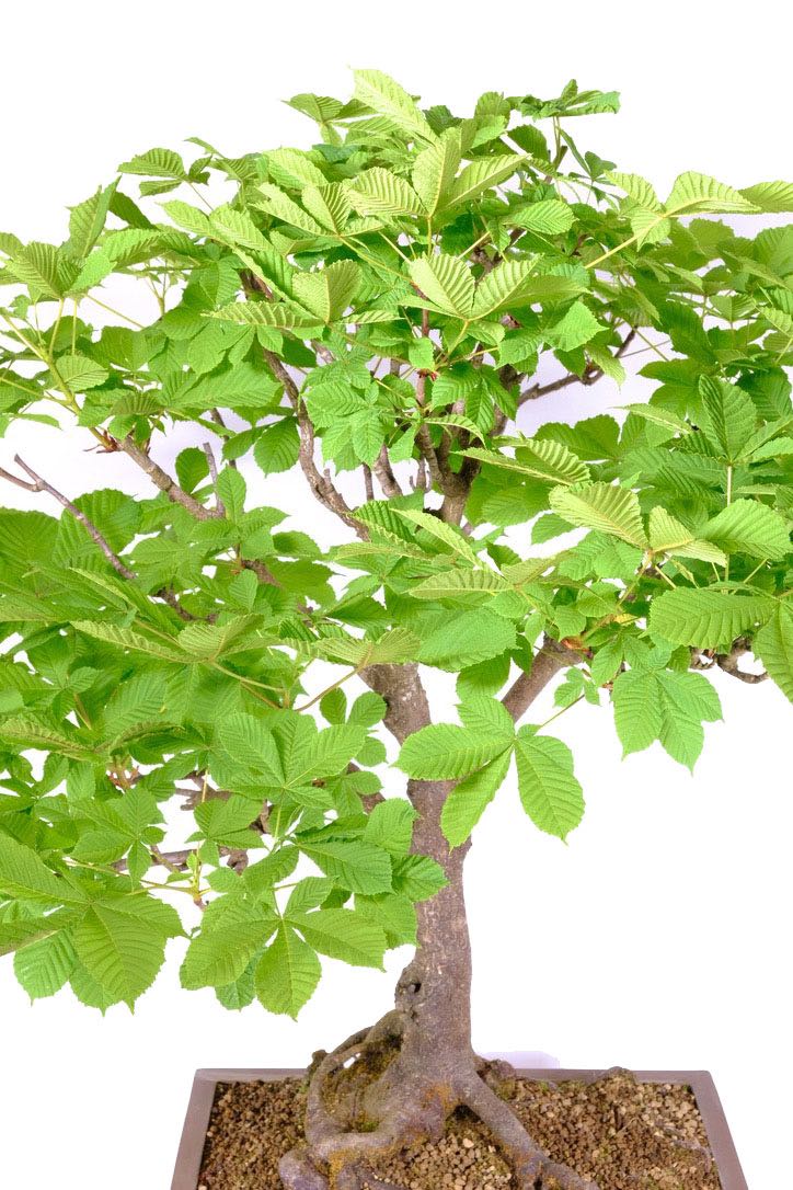 Sensational XL Horse Chestnut Bonsai Tree Wow!