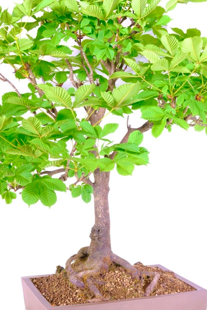 Sensational XL Horse Chestnut Bonsai Tree - Wow!