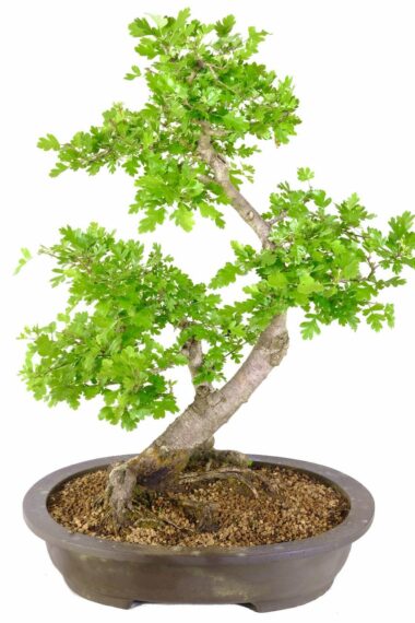 Symbolizing hope, balance, and protection, the Hawthorn bonsai showcases the enchanting beauty of nature's transitions.