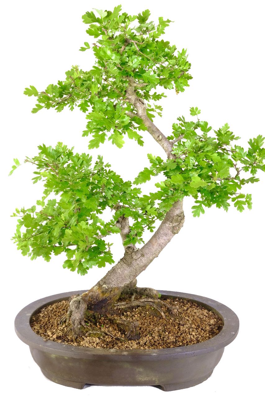 Hawthorn Hardy Specimen Bonsai Flowering & Fruiting