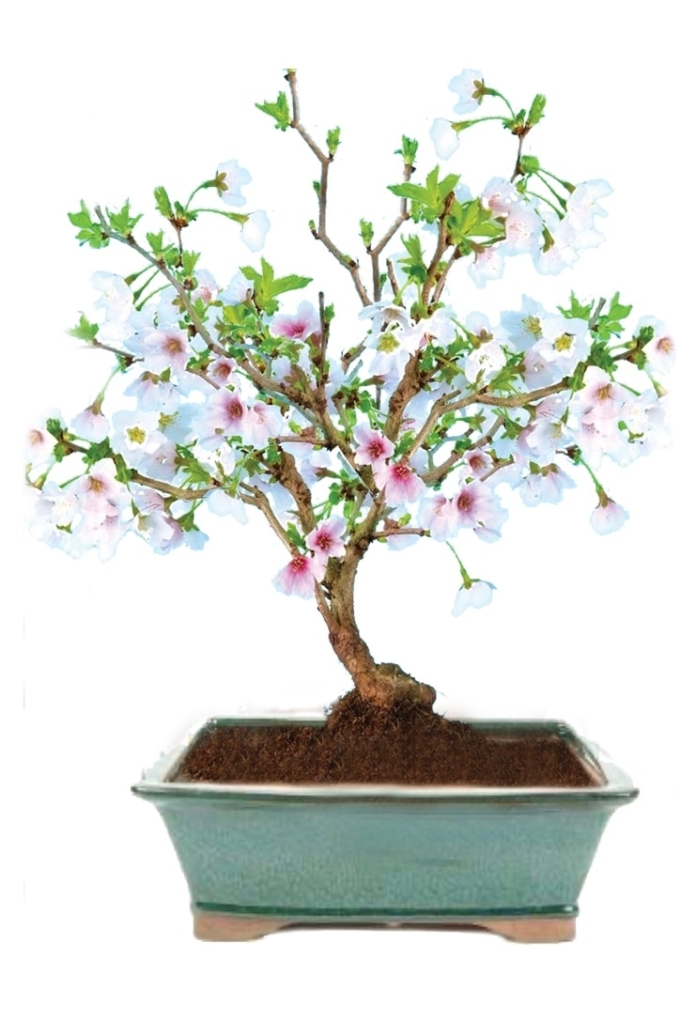 Cherry Bonsai Tree for sale in Forest Green pot Soft Pink Blossom
