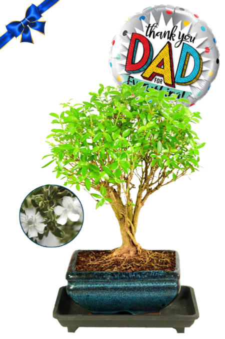 Father's Day Tree of a Thousand Stars/ Serissa | White Summer Flowers
