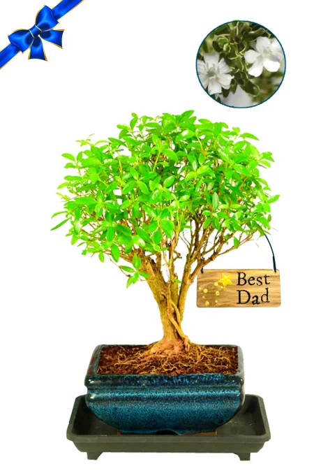 An Unusual Father’s Day Gift That Truly Stands Apart