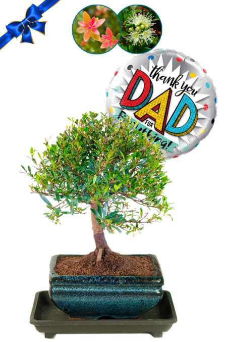 Father's Day Myrtle: Fruiting & Flowering Bonsai - Thank you Dad for everything!