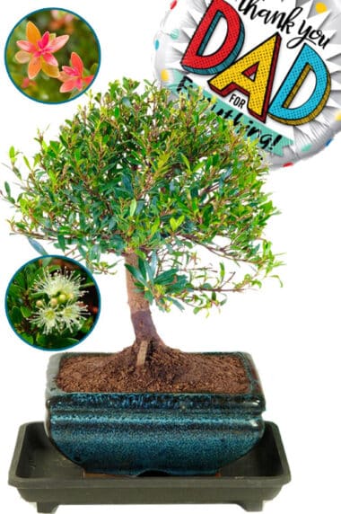 Flowering & fruiting indoor bonsai with Thank You Dad for Everything foil balloon