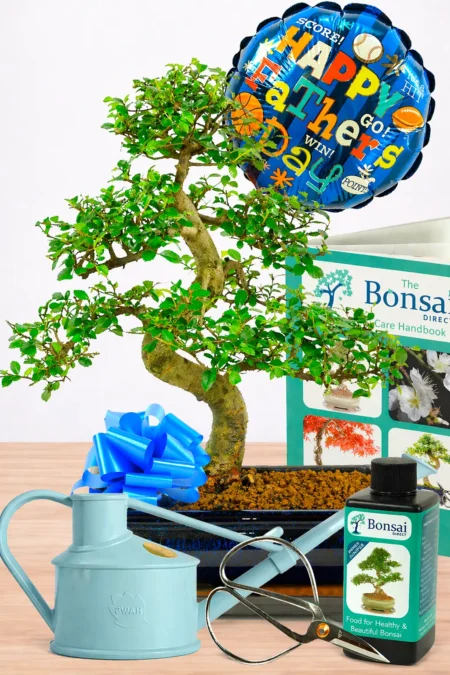 Large Indoor Chinese Elm Bonsai: The Perfect Father's Day Gift for Beginners with Comprehensive Set