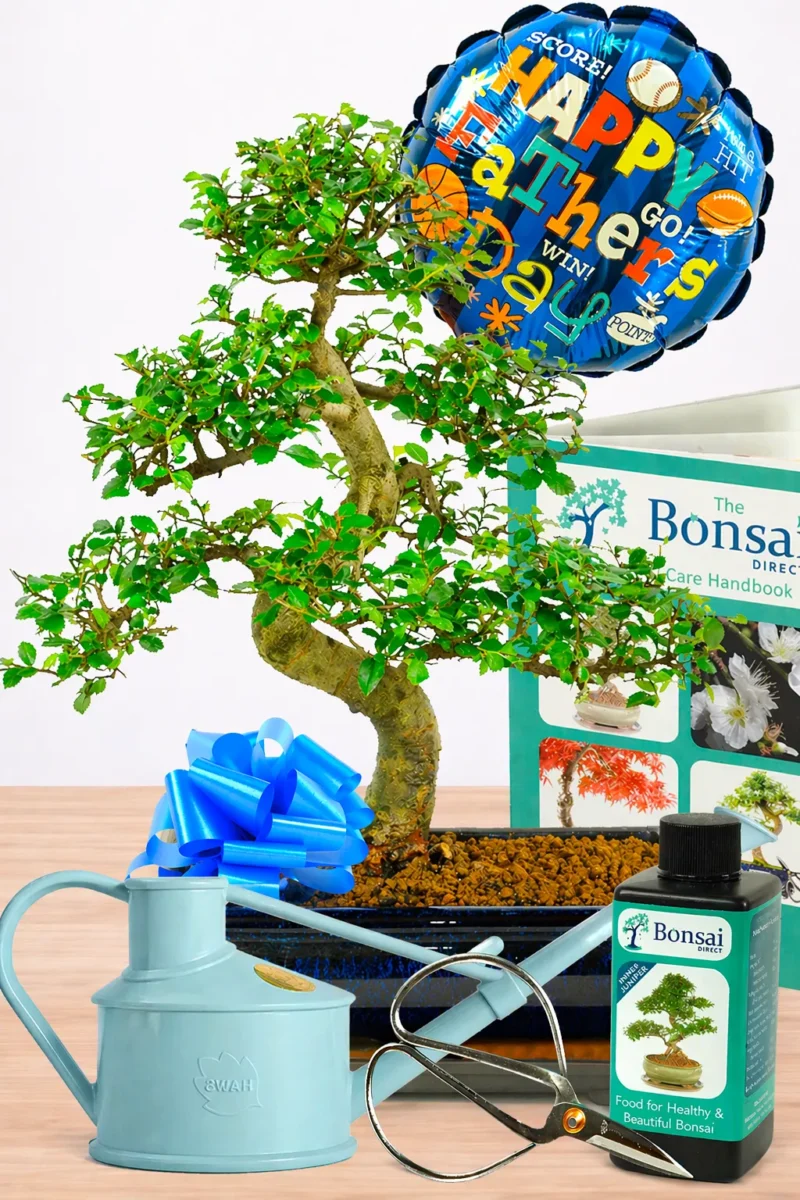 Large Indoor Chinese Elm Bonsai: The Perfect Father's Day Gift for Beginners with Comprehensive Set