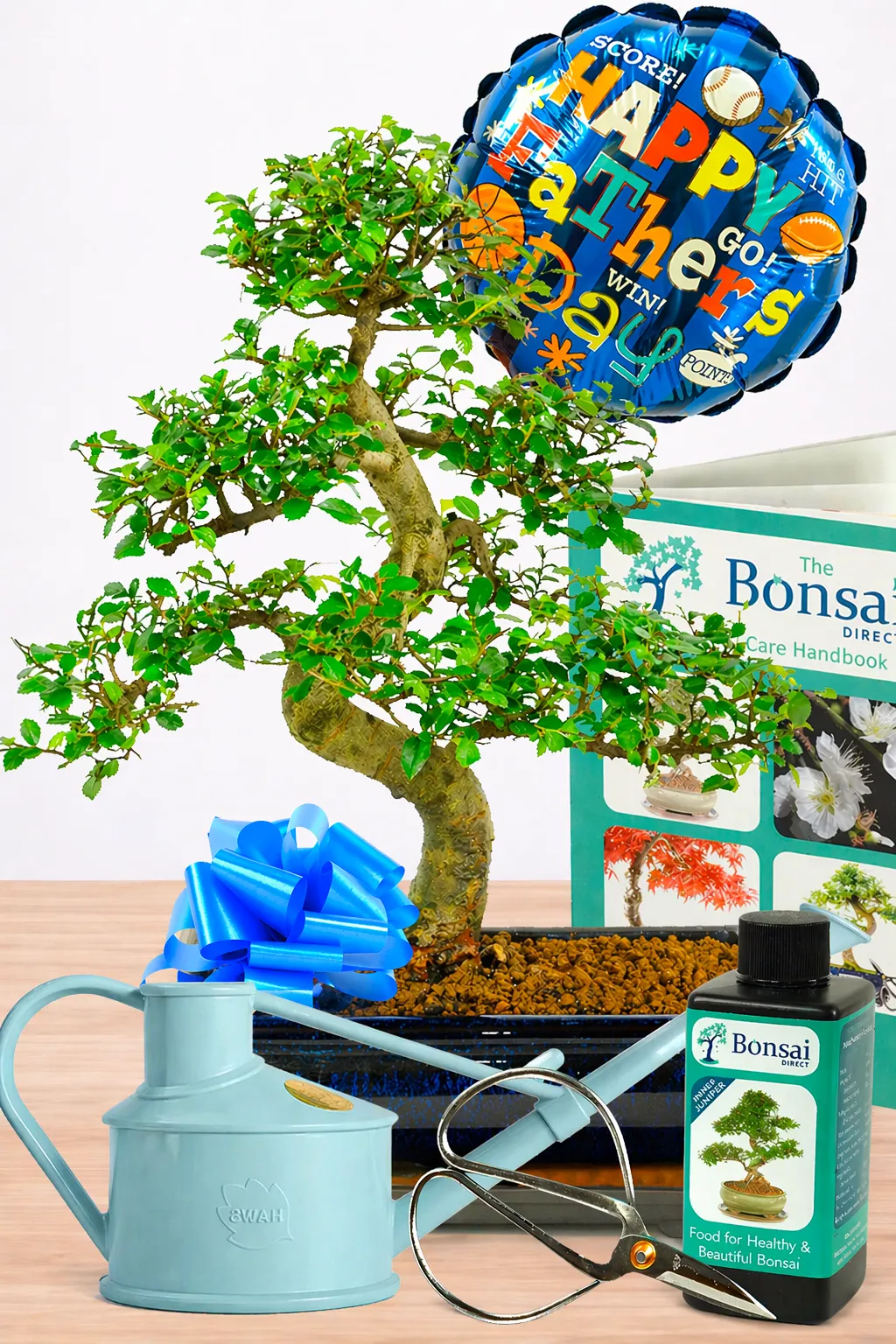 Large Indoor Chinese Elm Bonsai: The Perfect Father's Day Gift for Beginners with Comprehensive Set