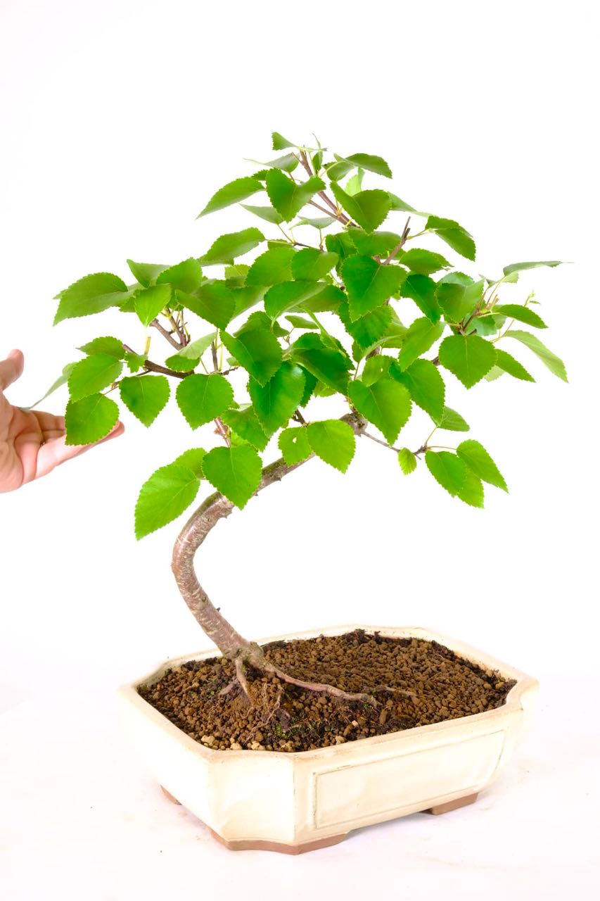 zwergbirke bonsai Abundance Juniper Bonsai Tree (5-tier) main image 1