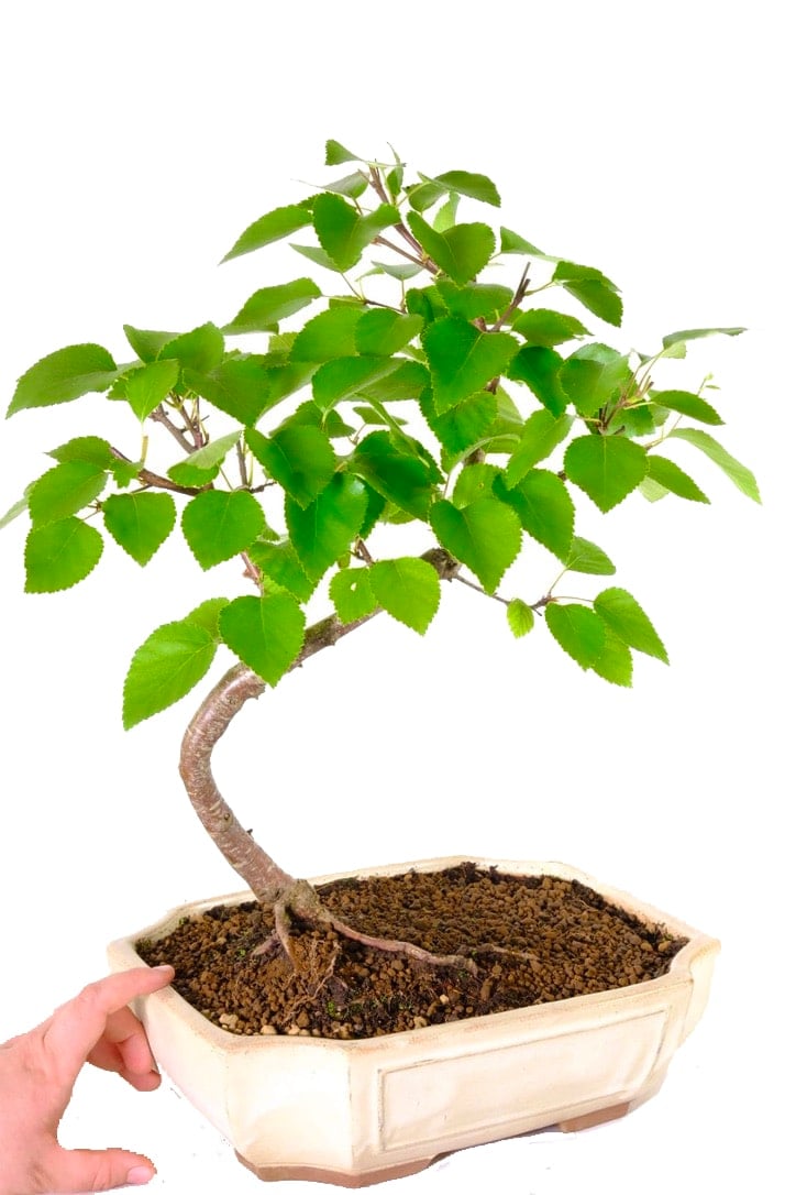Picturesque Silver Birch Outdoor Bonsai with Fantastic Canopy UK