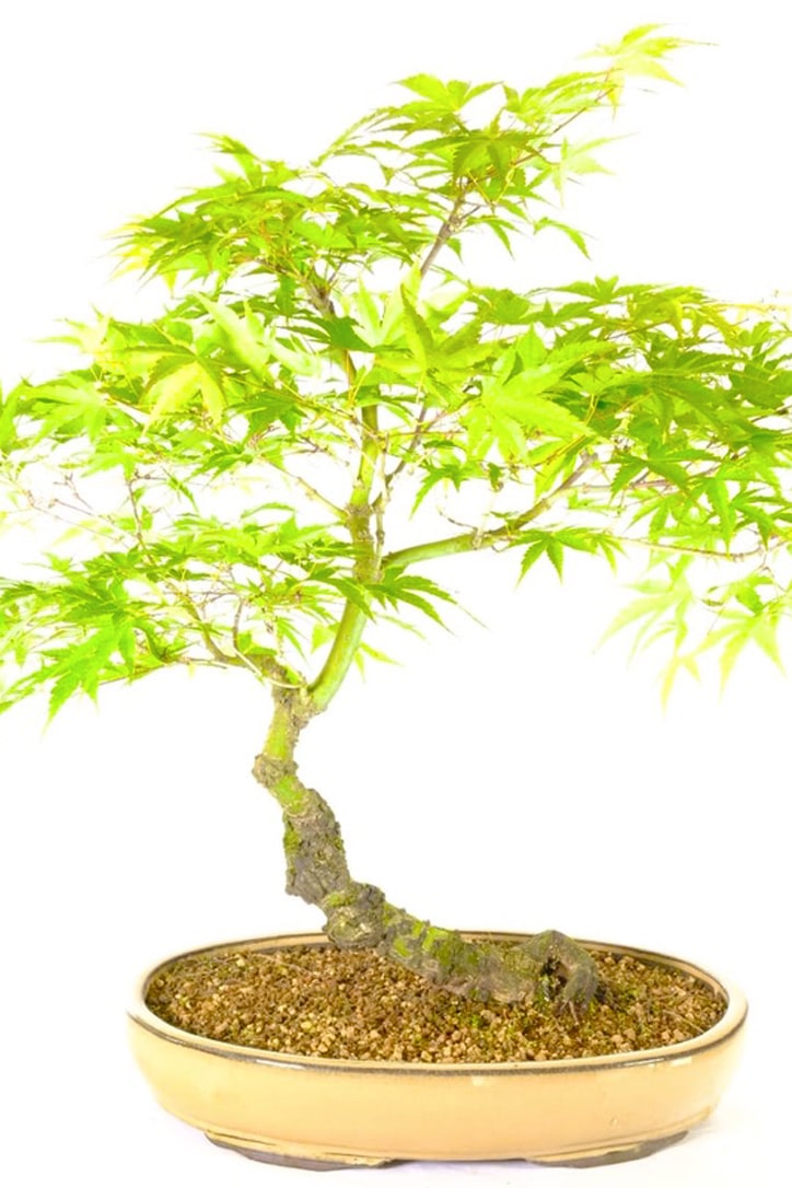 Japanese Rough Bark Arakawa Bonsai Specimen