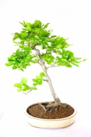 Enchanting Beech Bonsai: Cream Pot, Wondrous Flare
