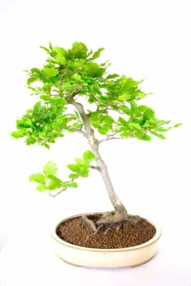 Beech (Fagus sylvatica) large specimen bonsai for sale