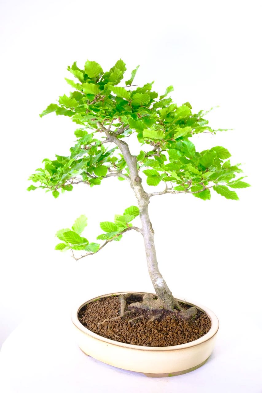 Tall and impressive stature