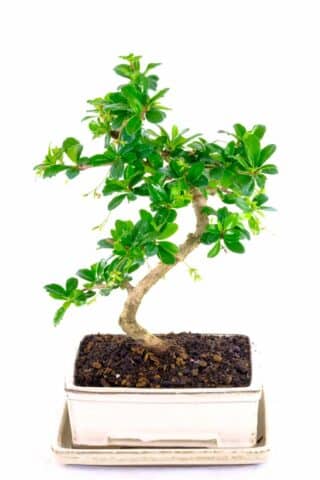 Beautiful Fukien Tea Tree flowering indoor bonsai for sale UK