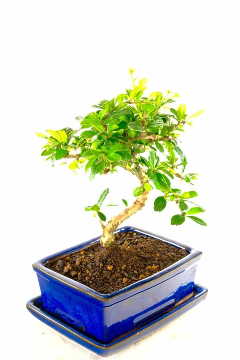 Curvy Indoor Oriental Tea Tree Bonsai with Summer White Flowers