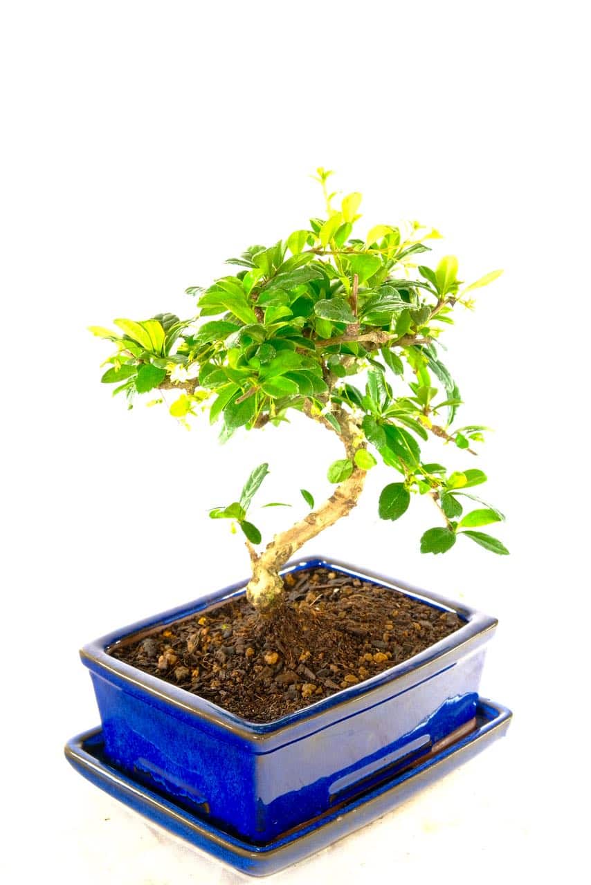 Free delivery to Colchester Salisbury Guildford and Sheffield