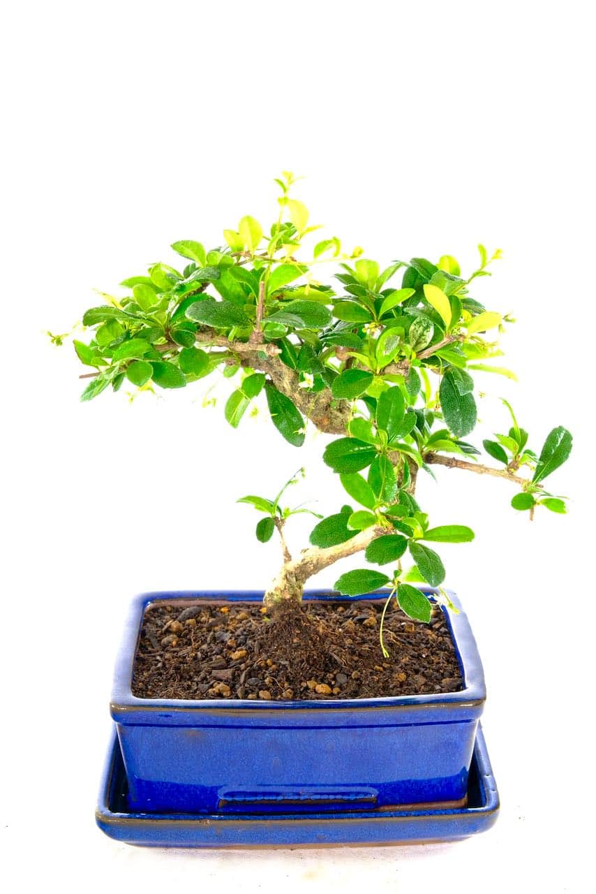 The charming little chap with star shapes summer flowers