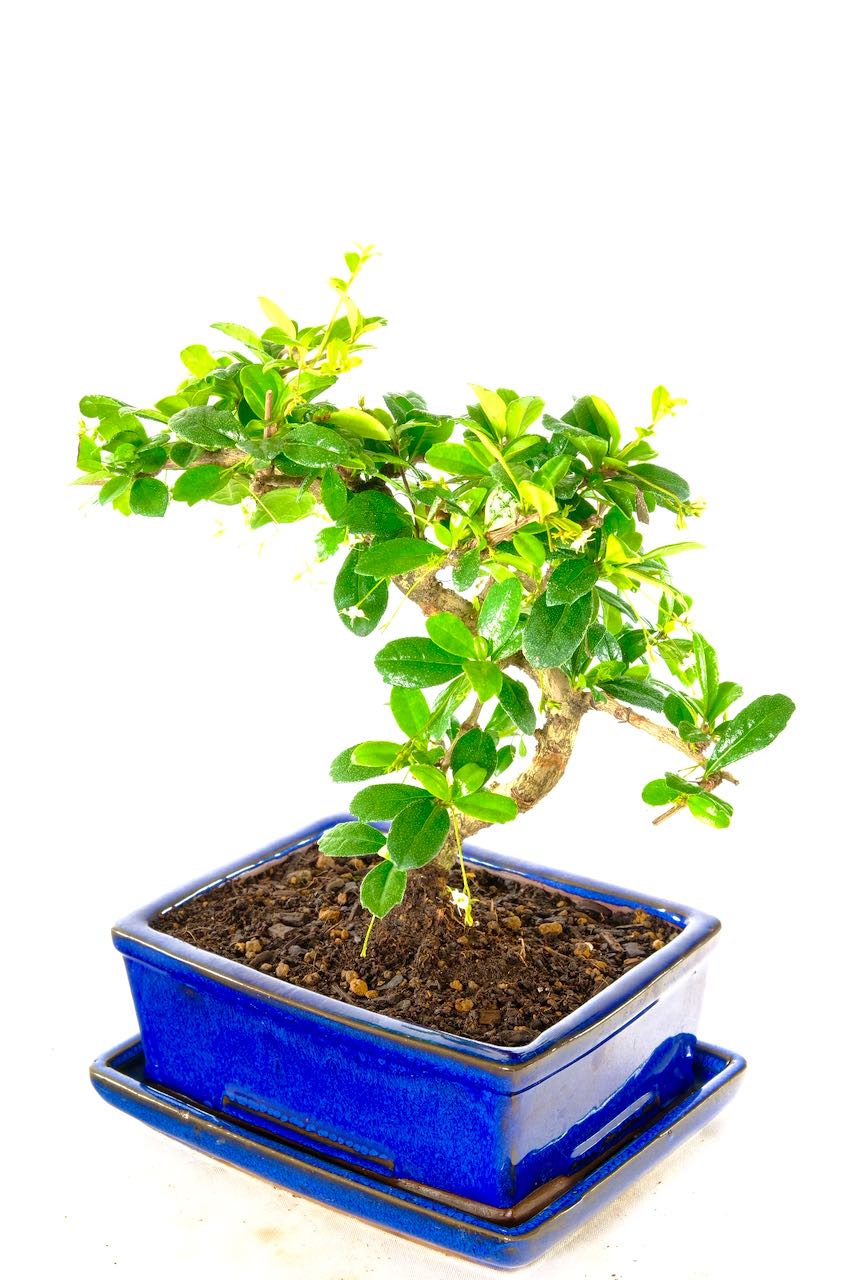 White summer flowers highlighted by the Royal blue glaze of the ceramic pot