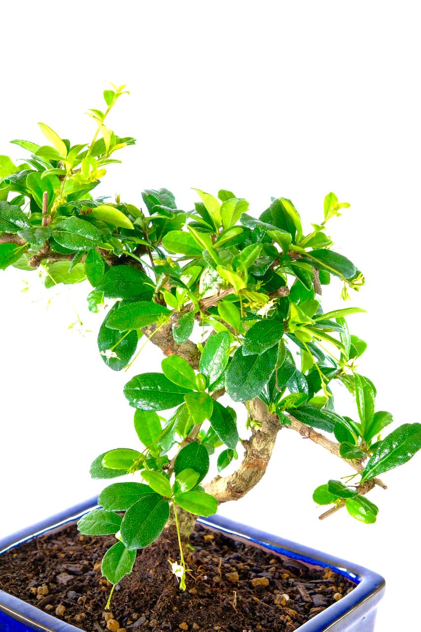 Lovely sweeping structure with bright glossy leaves