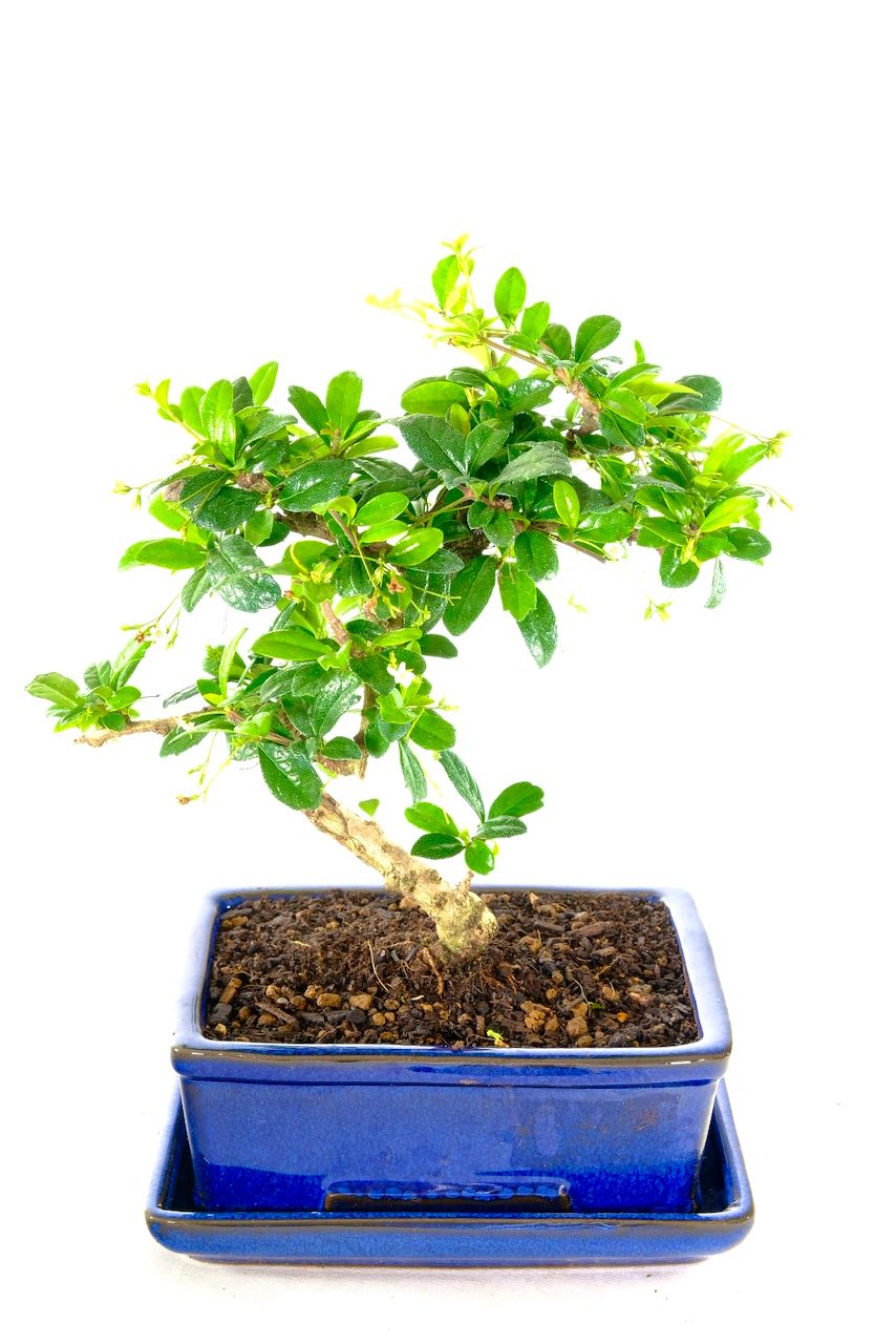 Adorable Oriental tea tree Bonsai in Royal blue pot