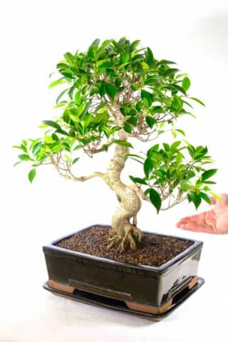 23-year-old ficus Bonsai for sale