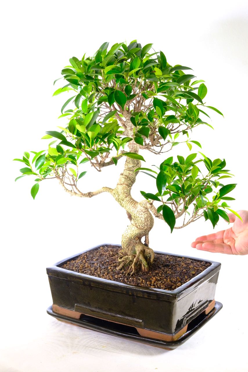 Specimen Indoor Big Ficus Bonsai Easy care feature focal point