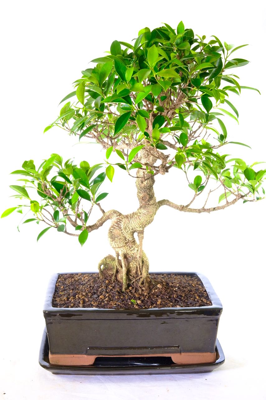 Specimen Indoor Big Ficus Bonsai Easy care feature focal point