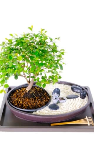 Ishizaki Bonsaidraht Aus Aluminium – Weich, Stabil & Unsichtbar Für Perfekte Bonsai-Form