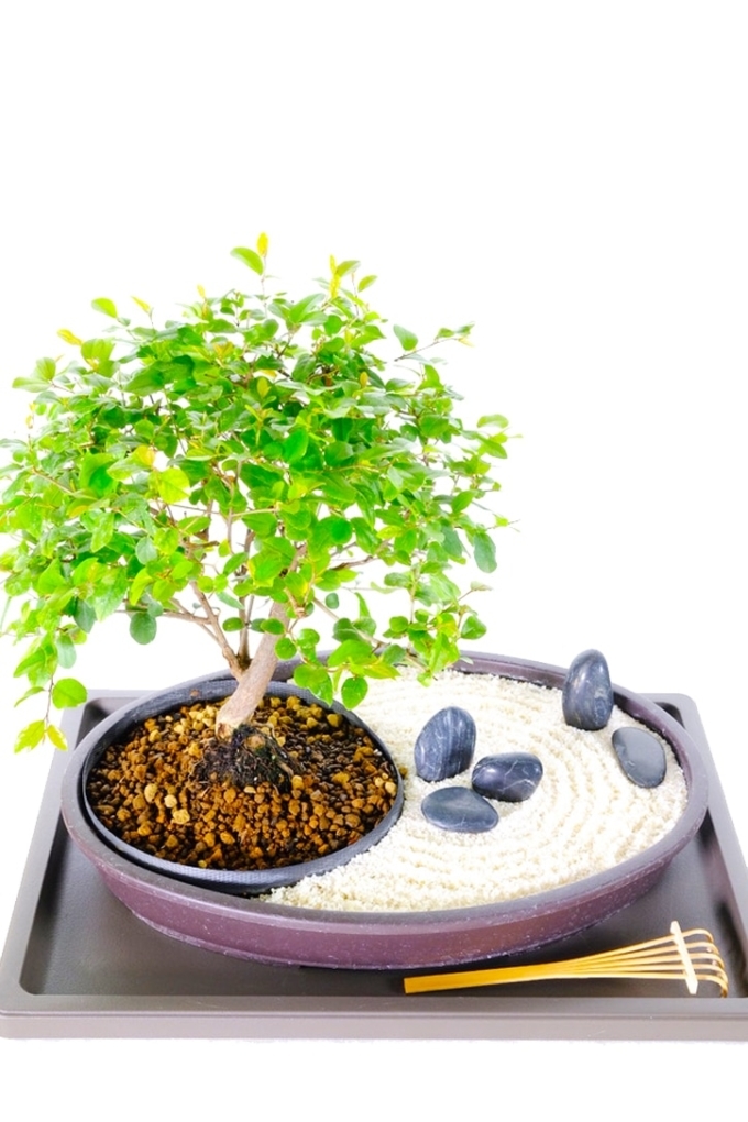 Bonsai Garden for Sale Zen Indoor Bonsai Tree Garden
