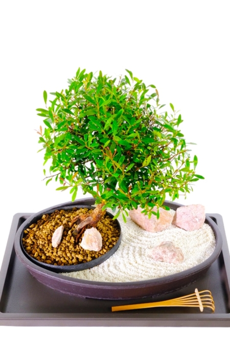 Zen Bonsai Garden - Garden of tranquillity for sale