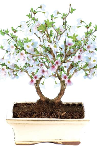 Twin trunked cherry blossom bonsai tree for sale in cream pot