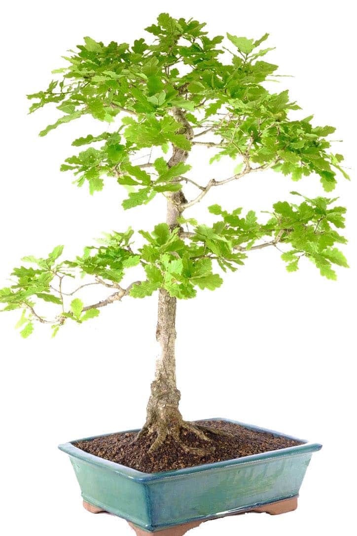 Commanding bonsai with fantastic design