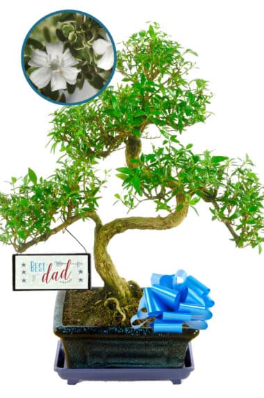 Father's Day Broom-style Tree of Thousand Stars bonsai for sale UK