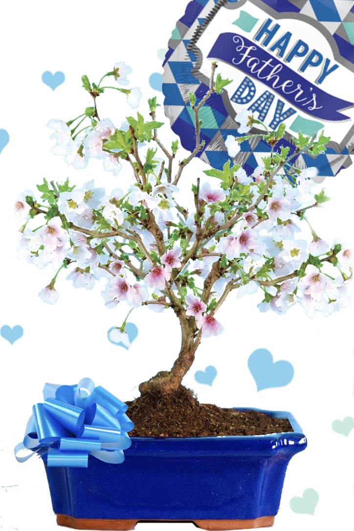 Cherry Blossom Bonsai for Father's Day Spring Flowering Gift