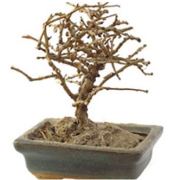 how to tell if a bonsai tree is dead