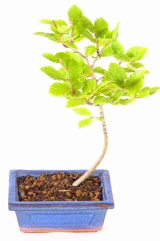 Growing Beauty: Introducing the Beech Bonsai, Perfect for Beginners"
