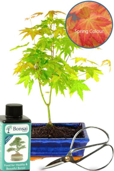 Maple bonsai - Orange Dream Starter kit