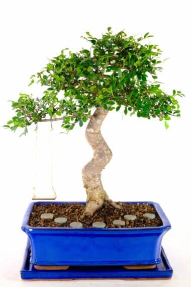 Stately Chinese Elm bonsai for sale UK