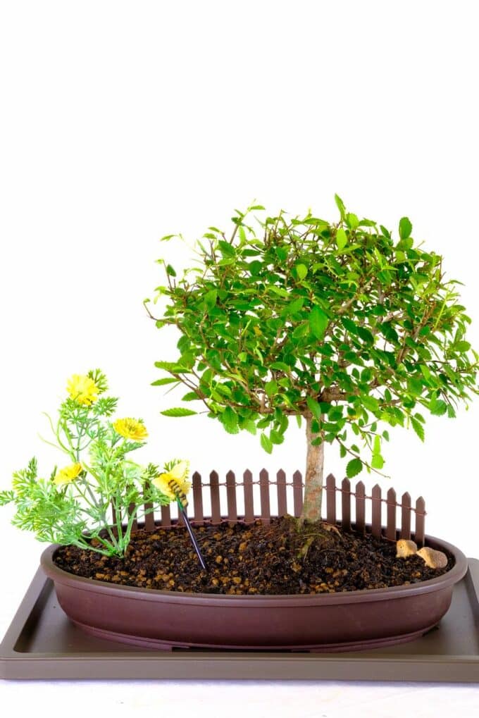 Incredible Orchard-Style Chinese Elm bonsai garden for sale UK