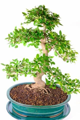🌿🏡 Easy Care Indoor Bonsai: Experience timeless charm and stylish design 🎨✨"
